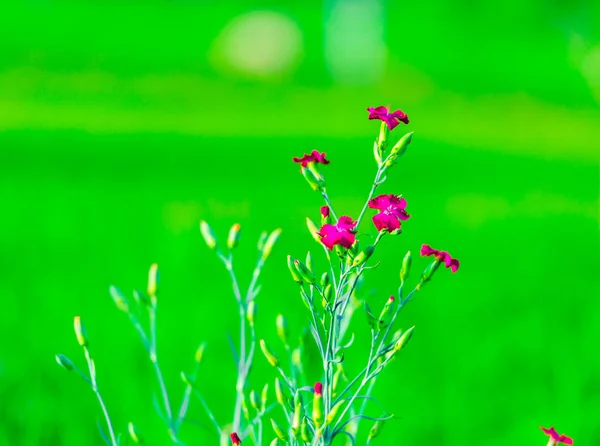 Kvést Krásné Čerstvé Světlé Růžové Květy Rostlin — Stock fotografie