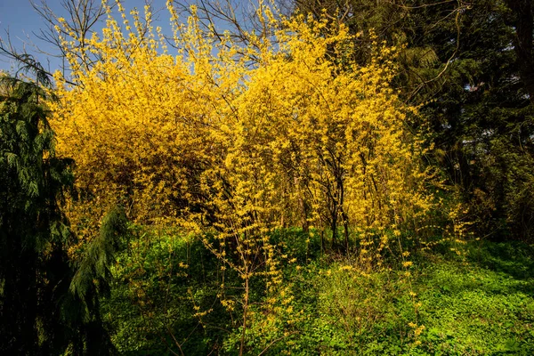 Parco Primavera Con Cespugli Gialli Alberi — Foto Stock