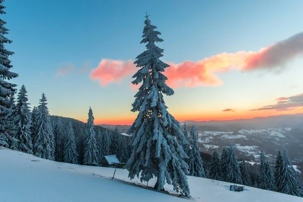 Bosque Invierno Cubierto Nieve Con Pinos Cielo Atardecer Nubes —  Fotos de Stock