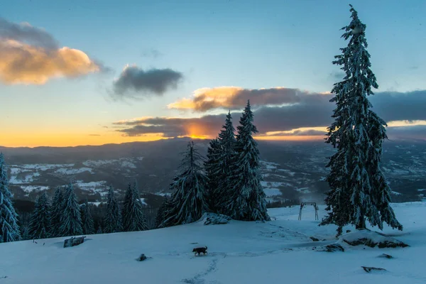 Sneeuw Overdekte Winter Bos Met Pijnbomen Avondrood Wolken — Stockfoto