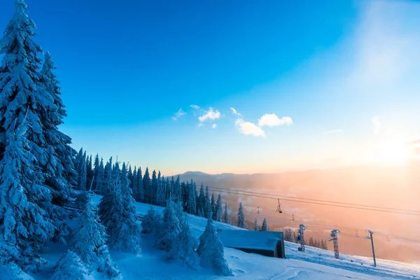 Bosque Invierno Cubierto Nieve Con Pinos Cielo Atardecer — Foto de Stock