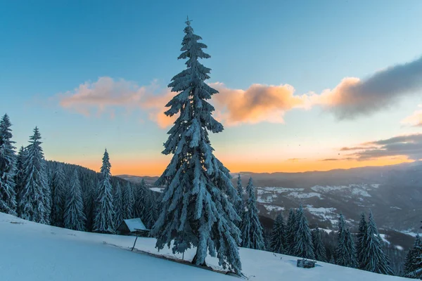 Neve Coberto Floresta Inverno Com Pinheiros Céu Por Sol Nuvens — Fotografia de Stock