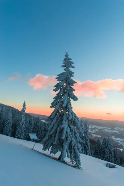 Snötäckta Vintern Skog Med Tallar Och Sunset Himmel Och Moln — Stockfoto