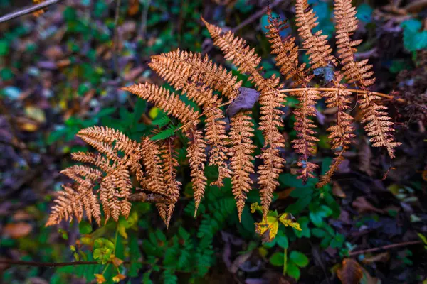 Details Autumnal Forest Natural Background — Stock Photo, Image