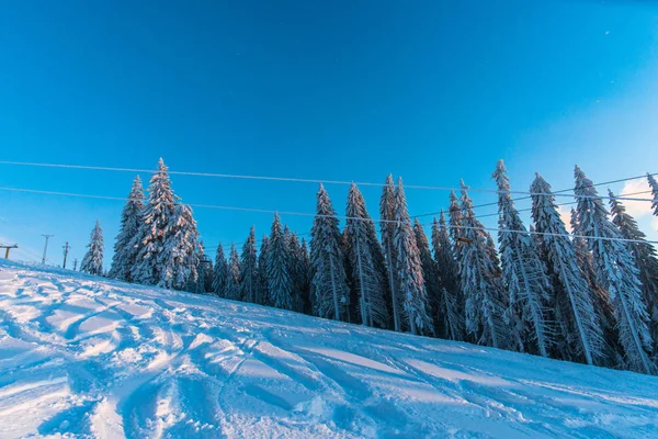 Winter Season Snow Covered Coniferous Trees Ski Resort Winter Vacation — Stock Photo, Image