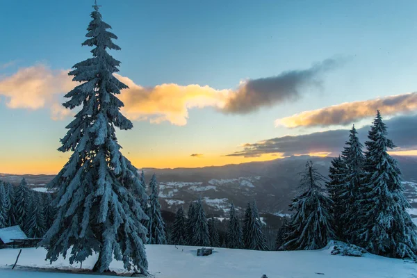 Neve Coberto Floresta Inverno Com Pinheiros Céu Por Sol Nuvens — Fotografia de Stock