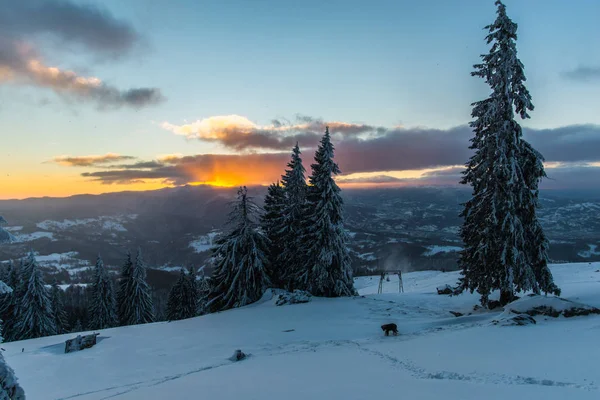 Сніг Вкритий Зимовим Лісом Сосновими Деревами Небом Заходу Сонця — стокове фото