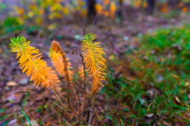Sonbahar ormanının detayları, doğal arka plan.