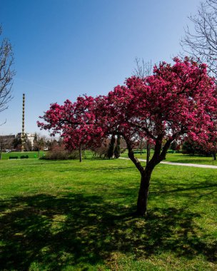 ağaç bahar bahçe yeşil çim çayır ile Bahar çiçeği 