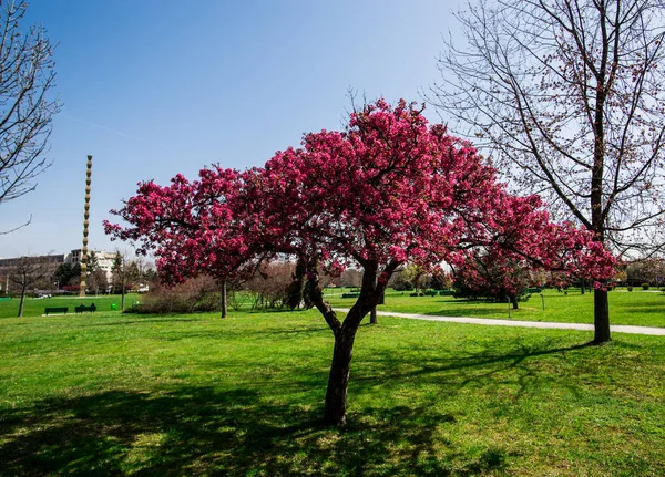 blossom spring tree in spring garden with green grass meadow