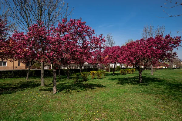 Blühen Rote Blumen Auf Bäumen Frühling Garten Mit Grünem Gras — Stockfoto