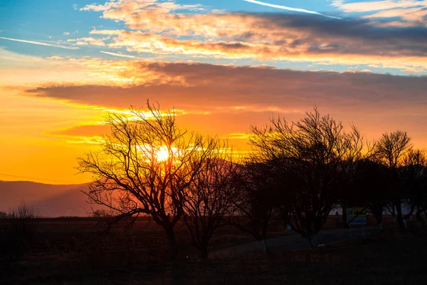 Majestic Bright Sunset Sky Trees Branches Foreground — Stock Photo, Image