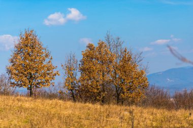 Sonbahar ormanının detayları, doğal arka plan.