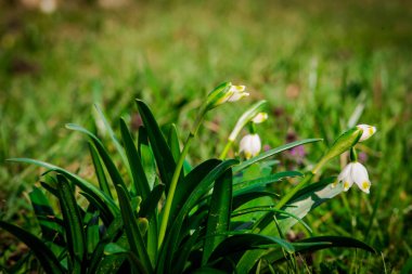 Beyaz bahar çiçekleri orman yerdeki çiçeği güzel manzara 