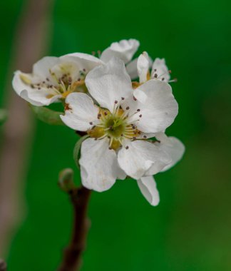 ağaç dalı, taze çiçek çiçek güzel yakın çekim 