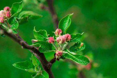 ağaç dalı, taze çiçek çiçek güzel yakın çekim 
