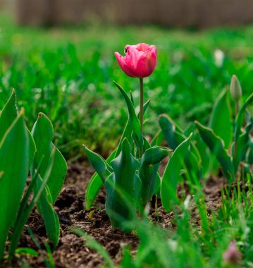 Çiçek yatağında büyüyen taze laleler