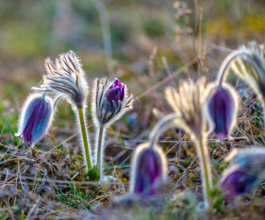 tarlada mor menekşe Pasque çiçekler 