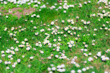 Çiçeklenme yaban çiçekleri ile taze yeşil alan