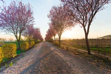 İlkbaharda çiçek açan sakura ağaçları ile Bahçe
