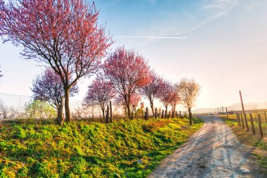 İlkbaharda çiçek açan sakura ağaçları ile Bahçe