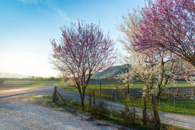 İlkbaharda çiçek açan sakura ağaçları ile Bahçe