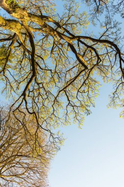 Orman ağaçları alttan görünüm