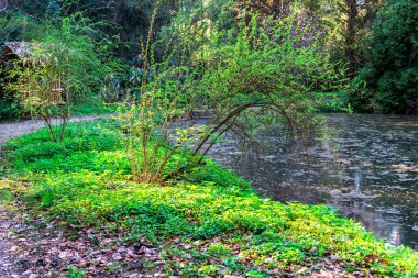 Bahar parkı nın detayları, doğal arka plan.