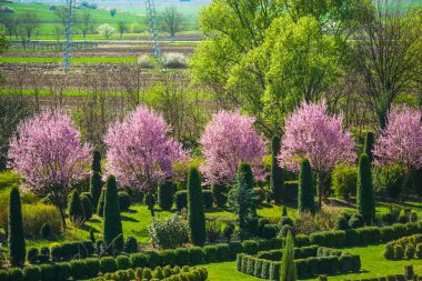 İlkbaharda çiçek açan sakura ağaçları ile Bahçe