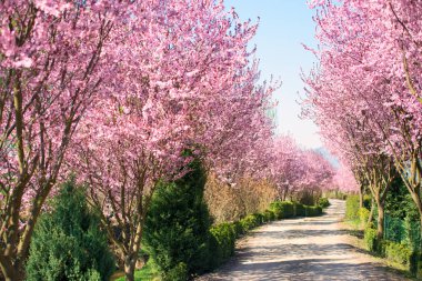 Bahar çiçeği ağaçlar Park yol yol ile 