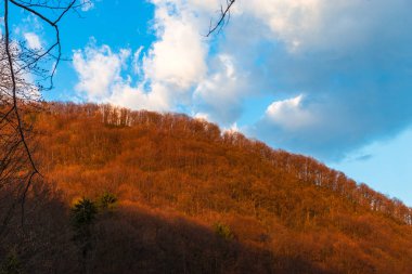 Sonbahar ormanının detayları, doğal arka plan.