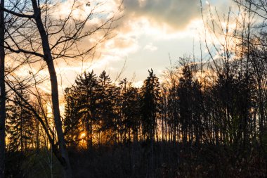 ağaçlar yukarıda huzurlu günbatımı gökyüzü 