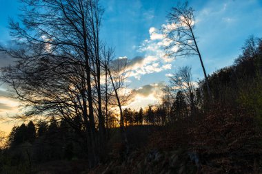 ağaçlar yukarıda huzurlu günbatımı gökyüzü mavi 