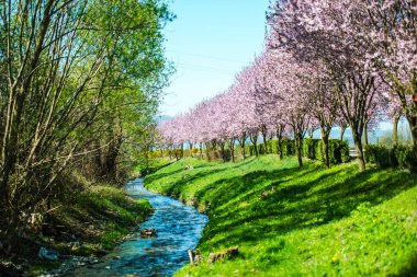sakura ağaçları çiçek çiçek açan ağaçlar ve mavi nehir park, akış