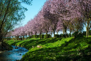 sakura ağaçları çiçek çiçek açan ağaçlar ve mavi nehir park, akış