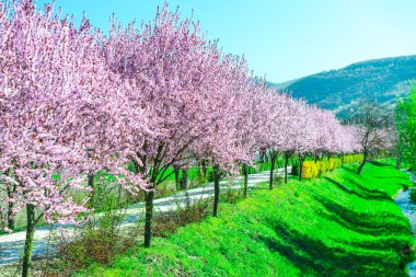İlkbaharda çiçek açan sakura ağaçları ile Bahçe