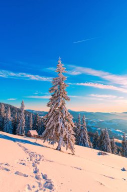 Karlı dağlarda Frost yüksek kaplı Firs ağaçları