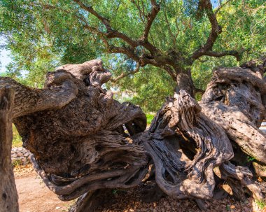 Eski zeytin ağacı bahçede, Yunanistan.