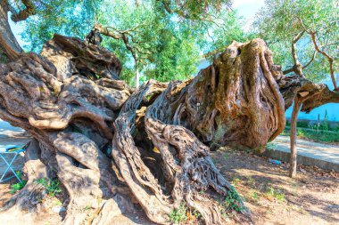 Eski zeytin ağacı bahçede, Yunanistan.