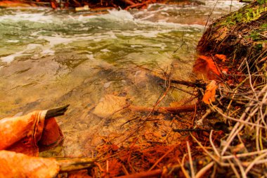 Ormanda kirli sular altında nehir