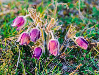 Bahar alanında ihale yel çiçekler