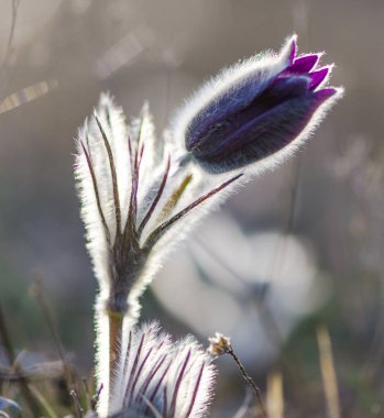Bahar alanında ihale yel çiçekler