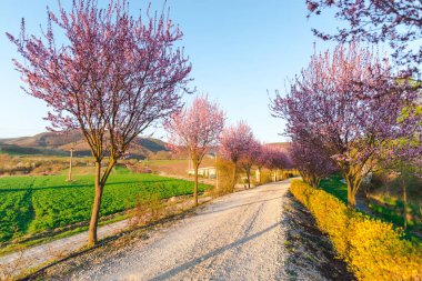 İlkbaharda çiçek açan sakura ağaçları ile Bahçe