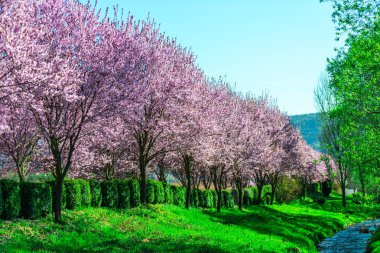 İlkbaharda çiçek açan sakura ağaçları ile Bahçe