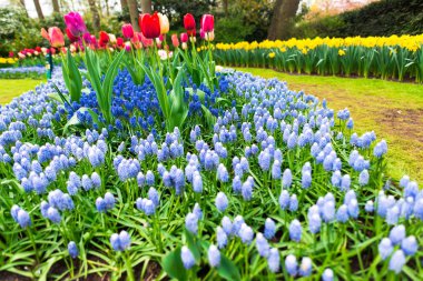 Baharda çiçek açan çiçekler ile Bahçe, Hollanda.