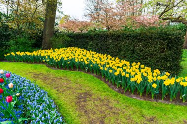 Baharda çiçek açan çiçekler ile Bahçe, Hollanda.
