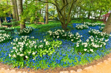 Baharda çiçek açan çiçekler ile Bahçe, Hollanda.
