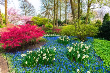 Baharda çiçek açan çiçekler ile Bahçe, Hollanda.