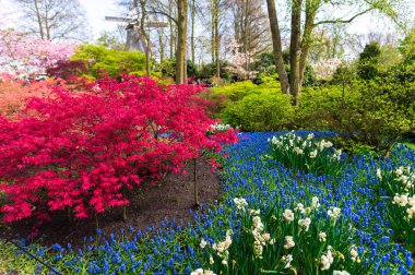 Baharda çiçek açan çiçekler ile Bahçe, Hollanda.