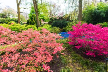 Baharda çiçek açan çiçekler ile Bahçe, Hollanda.